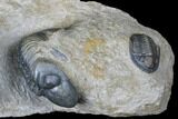 Dalejeproetus & Two Reedops Trilobite Association #174904-2